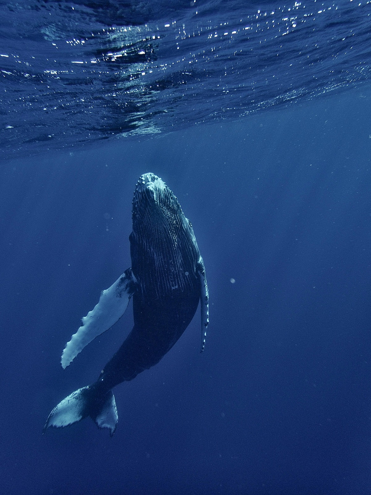 Couverture de l’expédition Les Baleines